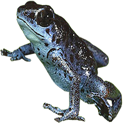 Colubre Dart Frog